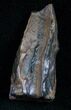 Large Triceratops Shed Tooth - #7153-1